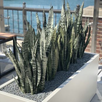 Offshore Rooftop - Tons of greenery all around! - New American Near Me - Chicago, Illinois Offshore Rooftop - Tons of greenery all around! - New American Near Me - Chicago, Illinois
