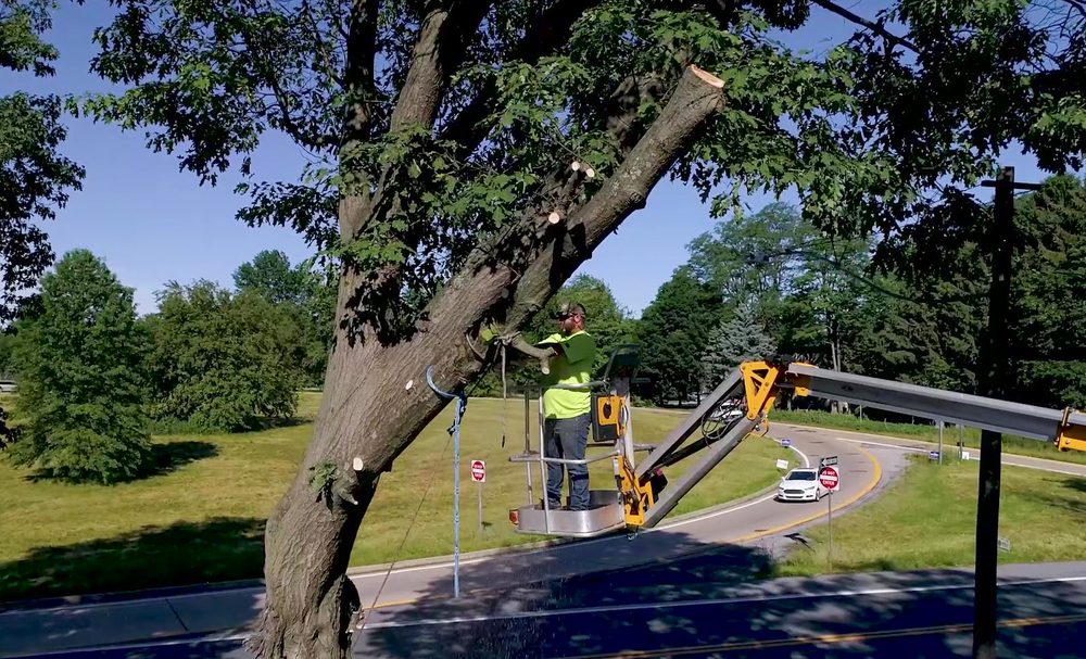 Lumberjack Tree Care Services - tree service in New Cumberland, PA