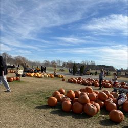 Abby Hill Farms - Pumpkins