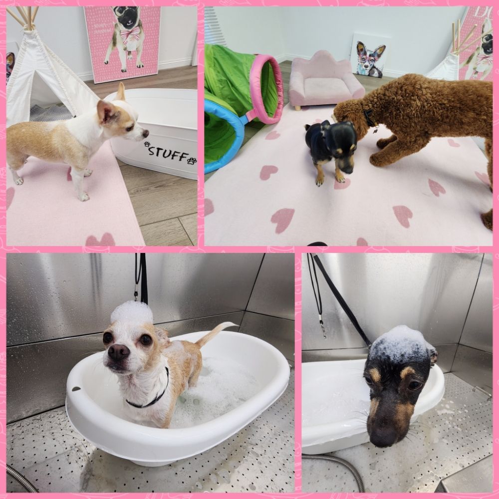 SUNNY DOG GROOMING & SPA 18 Photos 3433 Torrance Blvd, Torrance, California Pet Groomers