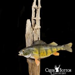 Creek Bottom Taxidermy - Yellow Perch