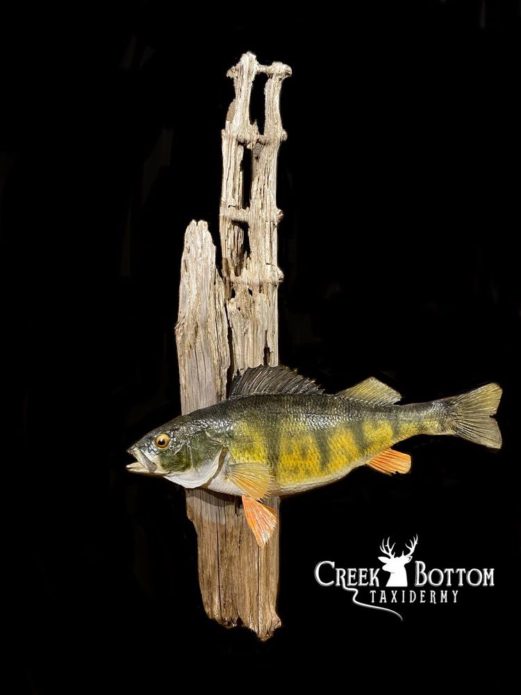 Creek Bottom Taxidermy - taxidermy in Princeton, MN