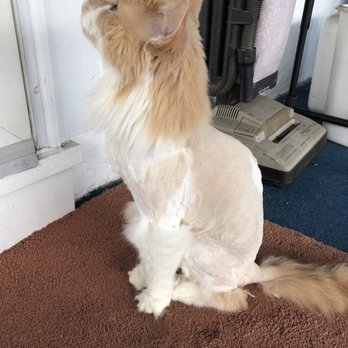 Sandy's Cat Grooming - After! - Pet Groomers Near Me - Pittsburgh, Pennsylvania Sandy's Cat Grooming - After! - Pet Groomers Near Me - Pittsburgh, Pennsylvania