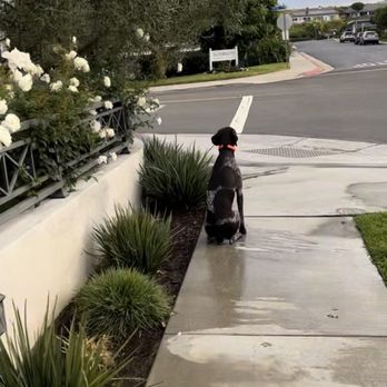 Peak Performance Dog Training - Pet Training Near Me - Ladera Ranch, California Peak Performance Dog Training - Pet Training Near Me - Ladera Ranch, California