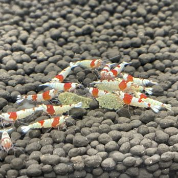 JJ Aquarium - Pure Red Line (PRL) Caridina Shrimp Minimum 5pcs for $25 Mix Caridina 5pcs for $28 - Local Fish Stores Near Me - Antioch, California JJ Aquarium - Pure Red Line (PRL) Caridina Shrimp Minimum 5pcs for $25 Mix Caridina 5pcs for $28 - Local Fish Stores Near Me - Antioch, California