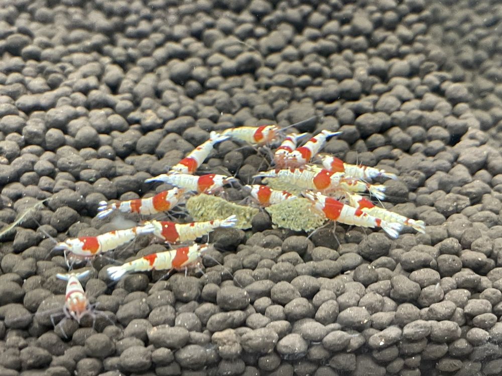 JJ AQUARIUM 11 Photos 210 G St, Antioch, California Local Fish