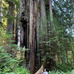 Cathedral Trees Trail - Taking a seat and enjoying the setting.