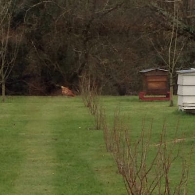 BrookLodge & Macreddin Village by null