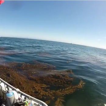 Beachhopper II - Dive site! - Scuba Diving Near Me - Monterey, California Beachhopper II - Dive site! - Scuba Diving Near Me - Monterey, California