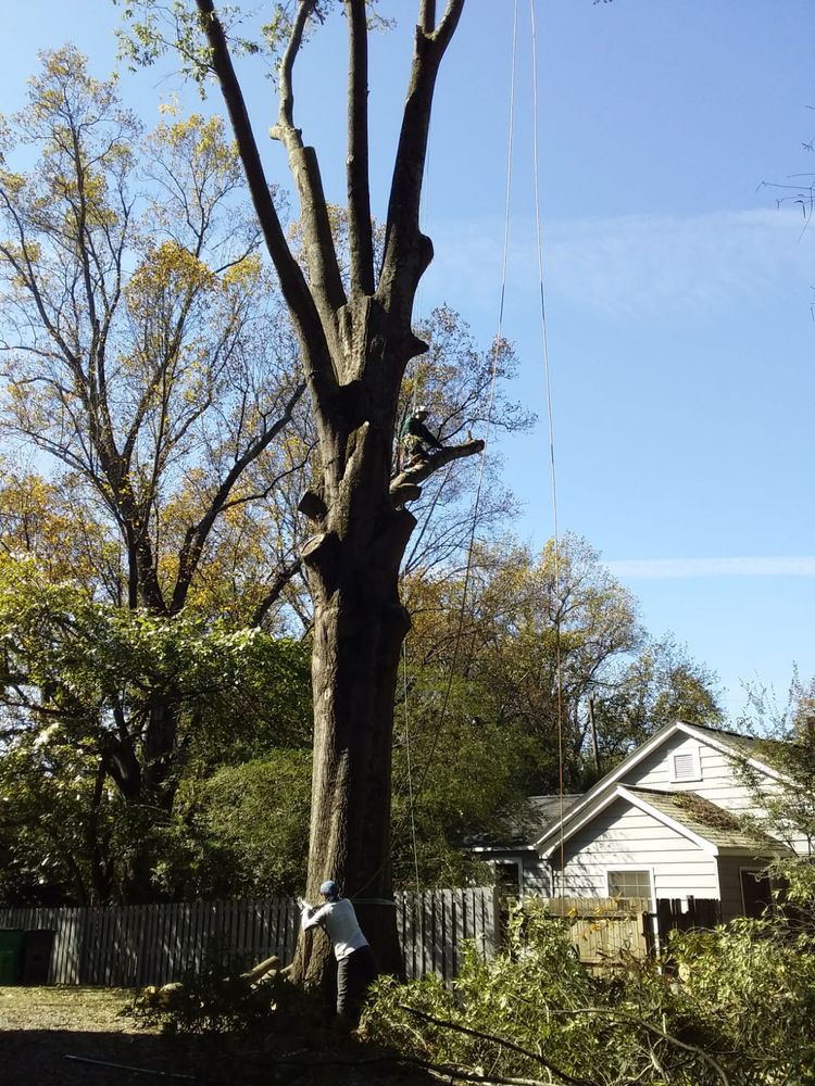 BENTANCORT TREE SERVICE 34 Photos Tree Services Charlotte, NC