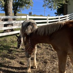 Neltner's Farm & Event Venue