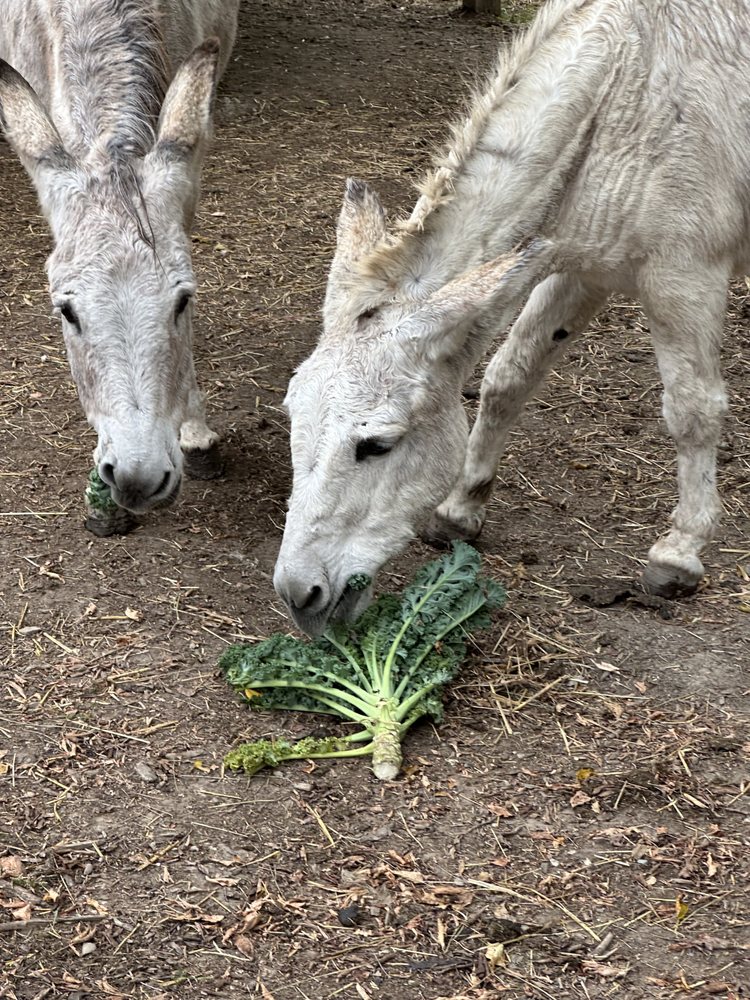 Mayville Farm - beekeeping in North Cape, WI