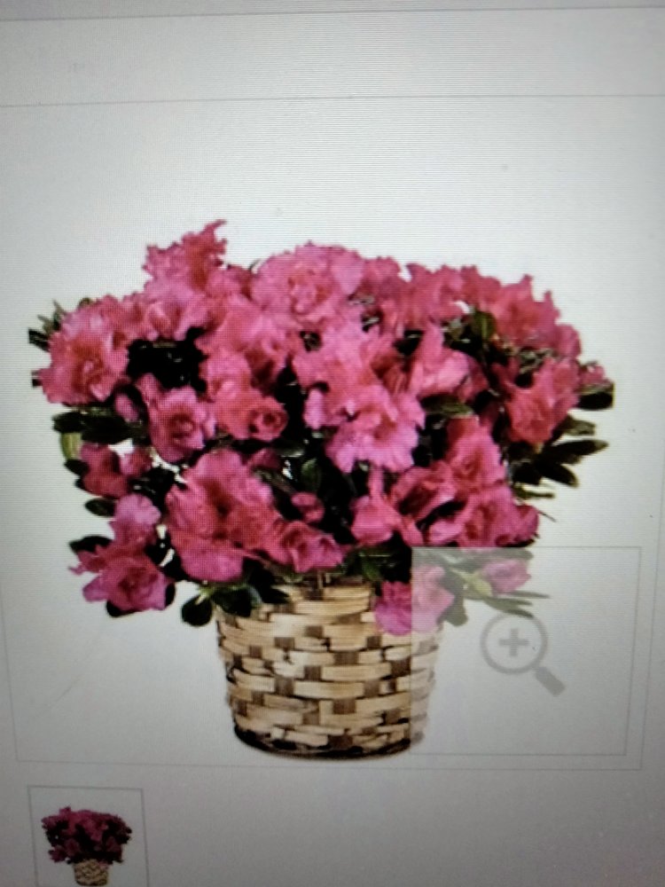 ALMA’S FLOWERS Updated September 2024 15 Photos 228 S Lester Ln, Purcell, Oklahoma