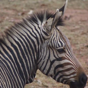 Georgia Safari Conservation Park - Zebra - Zoos Near Me - Madison, Georgia