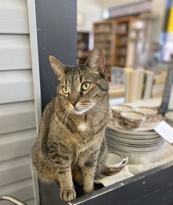 Harbor Humane Resale Store