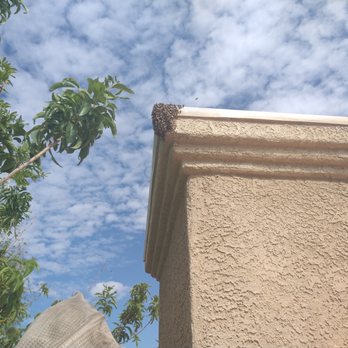 Vegas Bees - Hanging out outside the hive - Pest Control Near Me Vegas Bees - Hanging out outside the hive - Pest Control Near Me