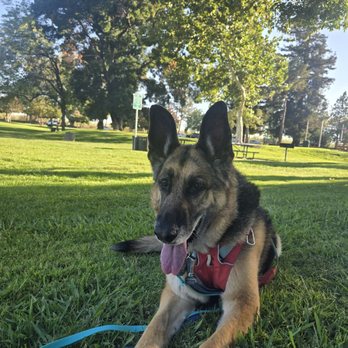 Esparto Community Park - Happy dog - Parks Near Me - Esparto, California Esparto Community Park - Happy dog - Parks Near Me - Esparto, California