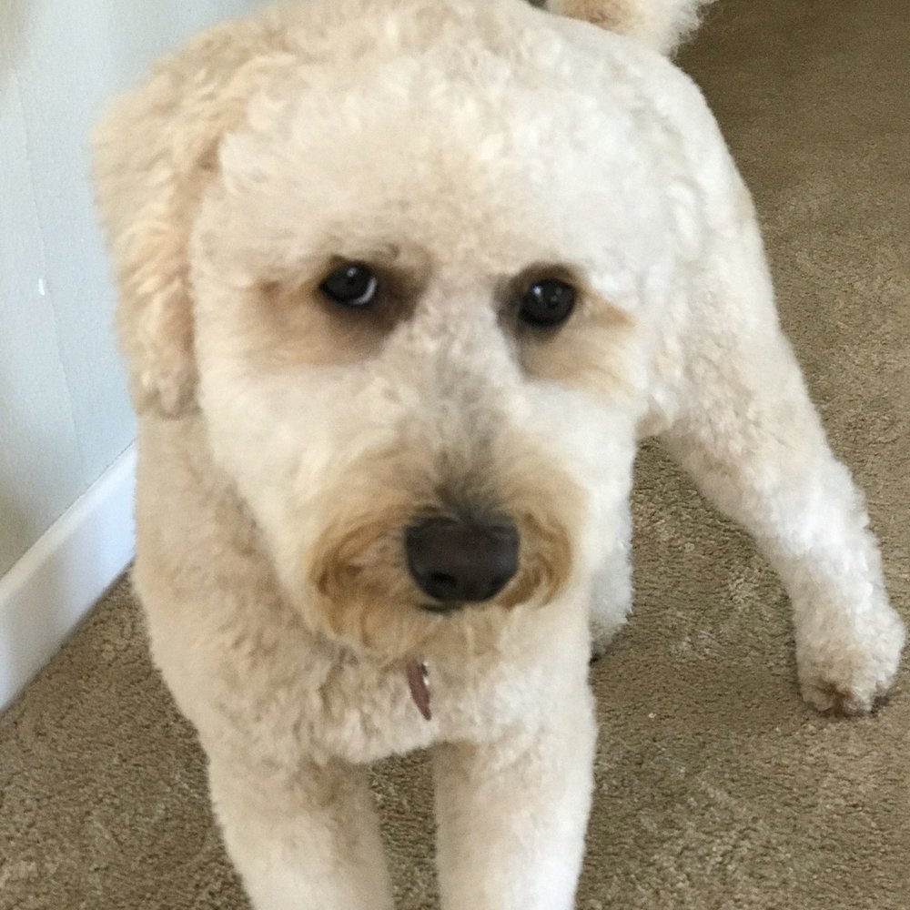 VIP Pet Spa - Poppy's face was cleaned up so nicely. - Pet Groomers Near Me - San Clemente, California VIP Pet Spa - Poppy's face was cleaned up so nicely. - Pet Groomers Near Me - San Clemente, California