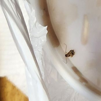 Asia Supermarket - Close up view of the half-alive cockroach on my papaya salad. - International Grocery Near Me - Fresno, California Asia Supermarket - Close up view of the half-alive cockroach on my papaya salad. - International Grocery Near Me - Fresno, California