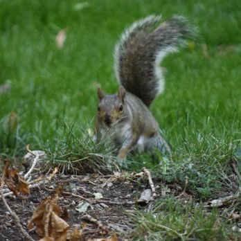 Shelter Creek Condominiums - Squirrel today - Condominiums Near Me - San Bruno, California Shelter Creek Condominiums - Squirrel today - Condominiums Near Me - San Bruno, California