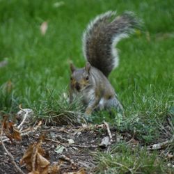 Shelter Creek Condominiums - Squirrel today
