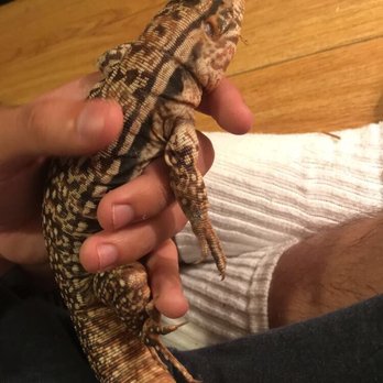 Reptile Rapture - Reptile Shops Near Me - Monona, Wisconsin