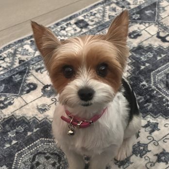 DOGG Grooming - FIFA - Pet Groomers Near Me - Glendale, California
