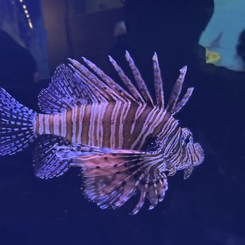 Loggerhead Marinelife Center - Community Service/Non-Profit Near Me - Juno Beach, Florida