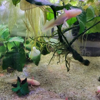 Trop-Aquarium - Local Fish Stores Near Me - Las Vegas, Nevada