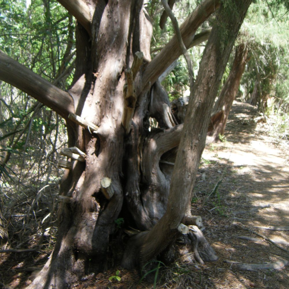 Black Bear Wilderness Area - Weird trees - Hiking Near Me - Sanford, Florida Black Bear Wilderness Area - Weird trees - Hiking Near Me - Sanford, Florida