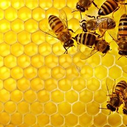 Best Bee Exterminator Near Me - December 2021 Find Nearby Bee Exterminator Reviews - Yelp Best Bee Exterminator Near Me - December 2021 Find Nearby Bee Exterminator Reviews - Yelp