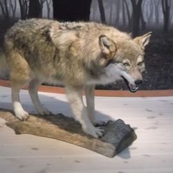 Regionmuseet Kristianstad/Landsantikvar i Skåne - Utställningen "Tidernas Skåne": Varg