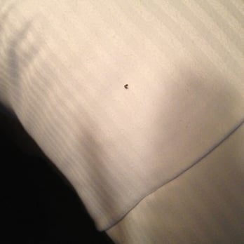 Cheeca Lodge & Spa - Bugs in the bed. Disgusting. STAY AWAY!!!! - Resorts Near Me - Islamorada, Florida