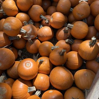 Irvine Park Railroad - Pumpkins - Amusement Parks Near Me - Orange, California Irvine Park Railroad - Pumpkins - Amusement Parks Near Me - Orange, California
