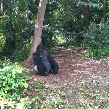 Monkey Jungle - King the lowland gorilla - Zoos Near Me - Miami, Florida Monkey Jungle - King the lowland gorilla - Zoos Near Me - Miami, Florida