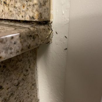 Great Wolf Lodge - Ants crawling everywhere on counter - Resorts Near Me - Mason, Ohio Great Wolf Lodge - Ants crawling everywhere on counter - Resorts Near Me - Mason, Ohio