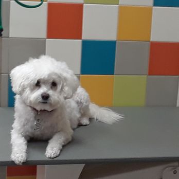 Unleashed by Petco - Great place for a bath and blow dry. Helpful and friendly staff. Love this place! - Pet Training Near Me - Oakland, California