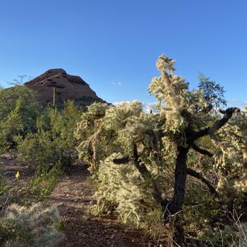 Desert Botanical Garden - Nov, 2025. - Botanical Gardens Near Me - Phoenix, Arizona