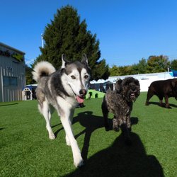 Great Woofs