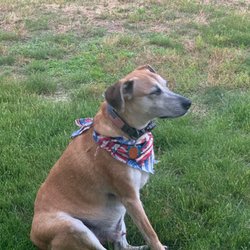Hounds Town Hicksville