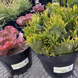 Lowe's Home Improvement - Echeveria Gorgon's Grotto and Eve's Needle Crest succulents