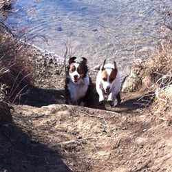 Bow Wow & Meow - Last one up is a ...dog!