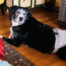 Sierra Ranch Veterinary Clinic - My Big Boy Cooper