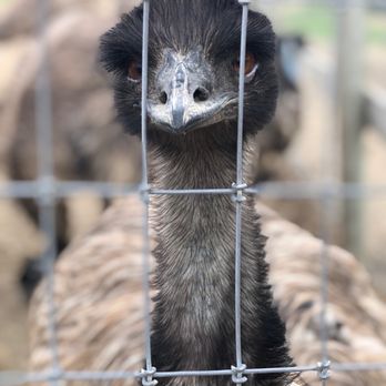 Ostrichland USA - Emu - Attraction Farms Near Me - Solvang, California Ostrichland USA - Emu - Attraction Farms Near Me - Solvang, California