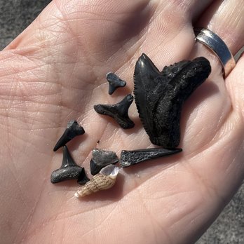 Peace River Airboat Tours - Shark teeth - Tours Near Me - Arcadia, Florida Peace River Airboat Tours - Shark teeth - Tours Near Me - Arcadia, Florida
