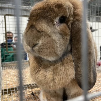 Alameda County Fair - Giant English Lop! The size of a dog! - Festivals Near Me - Pleasanton, California