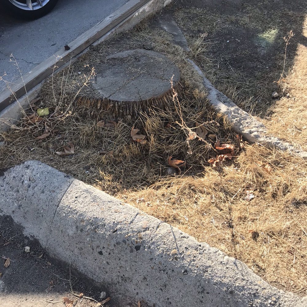 Tree trunk (before)