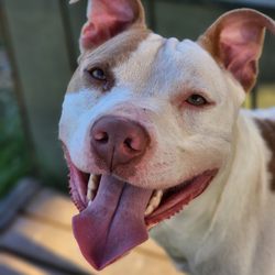 Indianapolis Animal Care Services