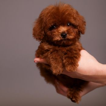 Fancy Pets Planet - a true teacup Toy Poodle, under 4 lbs full grown. Rare, exclusive, and one of the tiniest boys you'll ever meet.
Check website for info - Pet Breeders Near Me - Miami, Florida Fancy Pets Planet - a true teacup Toy Poodle, under 4 lbs full grown. Rare, exclusive, and one of the tiniest boys you'll ever meet.
Check website for info - Pet Breeders Near Me - Miami, Florida