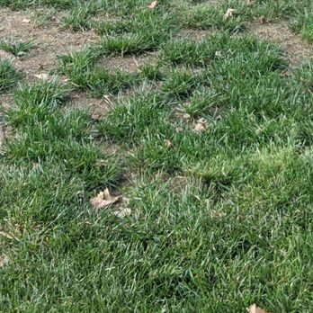 Weed Man - Dead grass spots - Pest Control Near Me - Nashville, Tennessee